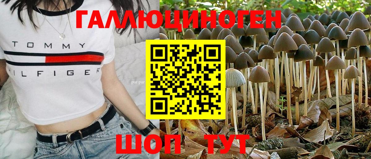 Псилоцибиновые грибы Psilocybe  магазин  наркотиков  Курчалой 